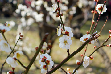 梅の花