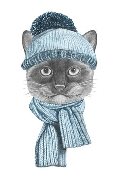 Portrait of Siamese Cat with scarf and hat. Hand drawn illustration.