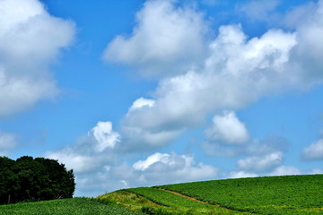 The hills of farm and the cloud of Biei

