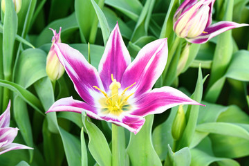 Fototapeta premium Purple narcissus, close up