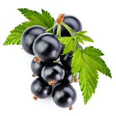 black currant branch