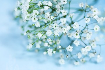 Spring flowers against light blue background, selective focus