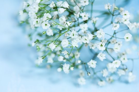 Fototapeta Spring flowers against light blue background, selective focus