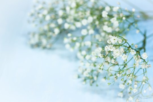 Fototapeta Spring flowers against light blue background, selective focus