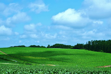 The hills of farm and the cloud of Biei

