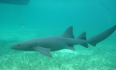 Nurse shark under water Caye Caulker Belize