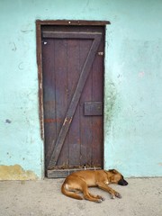 Dog sleeping in front of a door