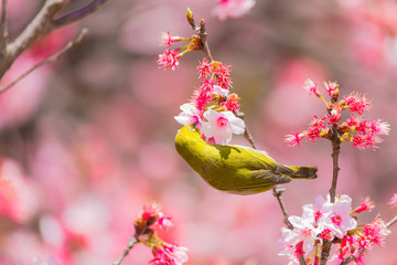The Japanese White eye.The background is cherry blossoms. Located in Tokyo Prefecture Japan.