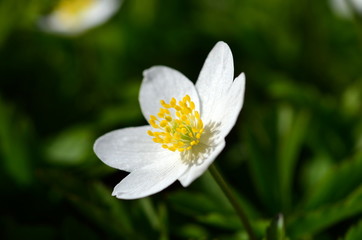 Anemone im Frühling