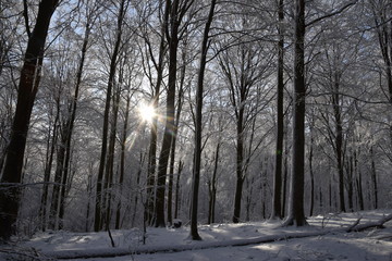 Obraz premium Winterforest