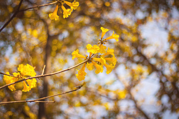 Beautiful yellow flowers with reflections of autumn.