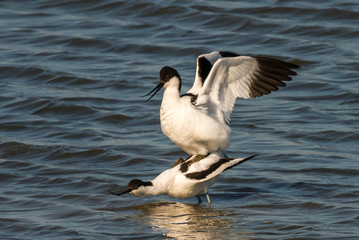 pied avocet