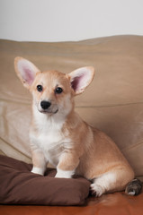 Pembroke Welsh Corgi