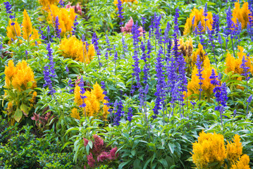 colorful rows of flowers in green garden.