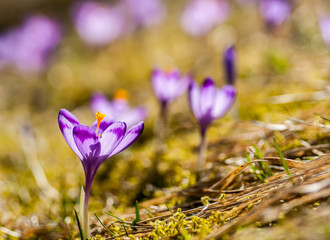 Delicate fragile crocuses at early spring in sunlit meadow
