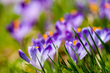 Purple crocus flowers blooming on spring meadow