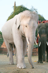 white elephant Thailand
