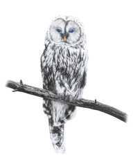 White and beautiful owl