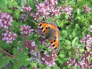 Schmetterling © michikopink