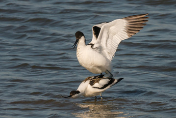 pied avocet