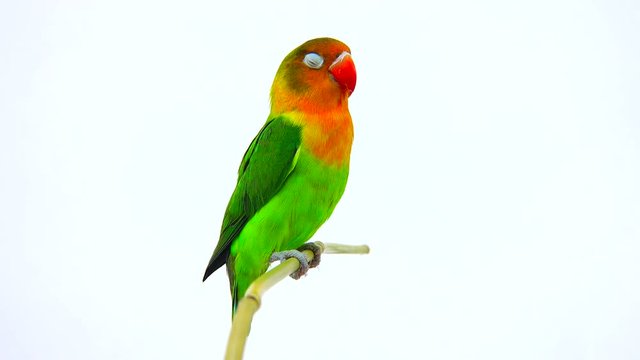  fischeri lovebird parrot on a white screen