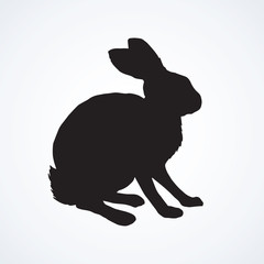 Hare. Vector drawing