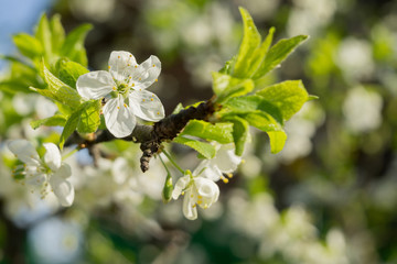 Spring White Blooming Trees