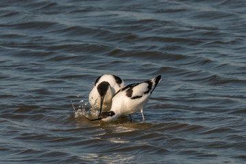 pied avocet