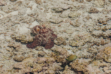 Malediven, Krake, Tintenfisch, Oktopus, Ari-Atoll, Atoll, Indischer Ozean, Meer, Tauchen, Schnorcheln, Salzwasserfische, Insel