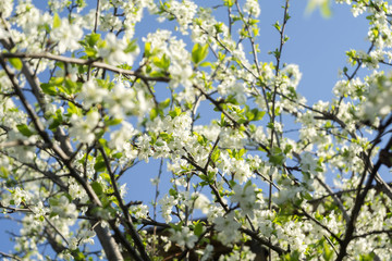 Spring White Blooming Trees