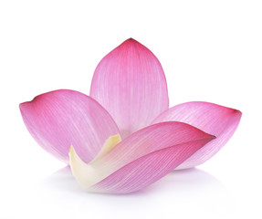 lotus petal on white background