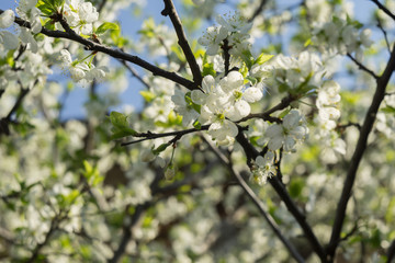 Spring White Blooming Trees