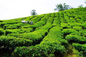 Tea plantations in Malaysia