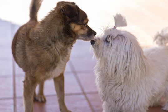 Perros relacion&aacute;ndose.