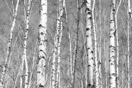 Fototapeta birch forest, black-white photo
