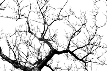 Afwasbaar Fotobehang Bomen Autumn tree branch on white background