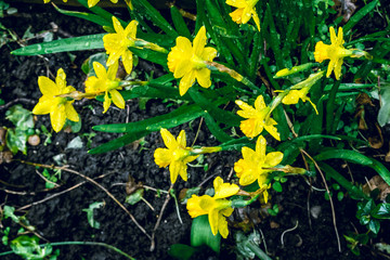 Daffodil flowers under the rain in early spring in backyard 1