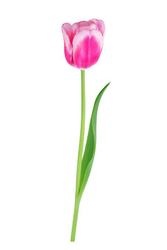 Red tulip with leave on a white background closeup