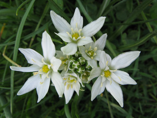 Fleurs d'Ornithogale en ombelle ou Dame d'onze heures