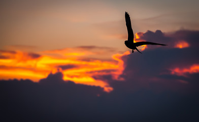 Fototapeta na wymiar seagulls flying on the beach sunset.