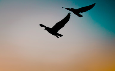 seagulls flying on the beach sunset.