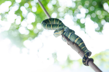 Tropidolaemus wagleri poisonous snake green yellow striped asian