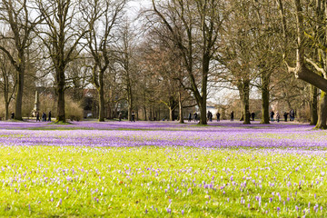 Krokusblüte im Schlosspark Husum, Nordsee