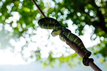 Tropidolaemus wagleri poisonous snake green yellow striped asian