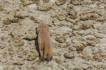 Malediven, Insel, krake, tintenfisch, oktopus, ari-atoll, indischer ozean, Meer, Korallen, unterwasserwelt