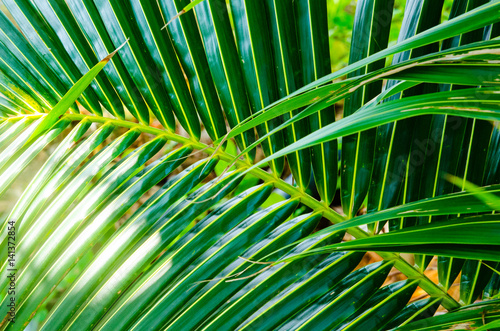 "Palm branch background" Stock photo and royalty-free images on Fotolia