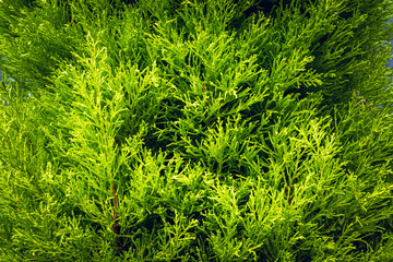 Growth of pine leaves, Nature texture background in early Spring