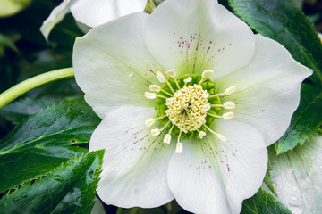Blossom of Helleborus - Christmas Rose in early Spring, close-up, macro