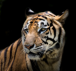 Fototapeta na wymiar Portrait of a tiger alert and staring at the camera