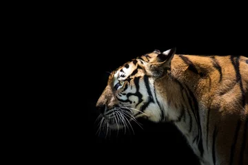 Keuken spatwand met foto Portret van een tijger die alert is en naar de camera staart © Suttisak